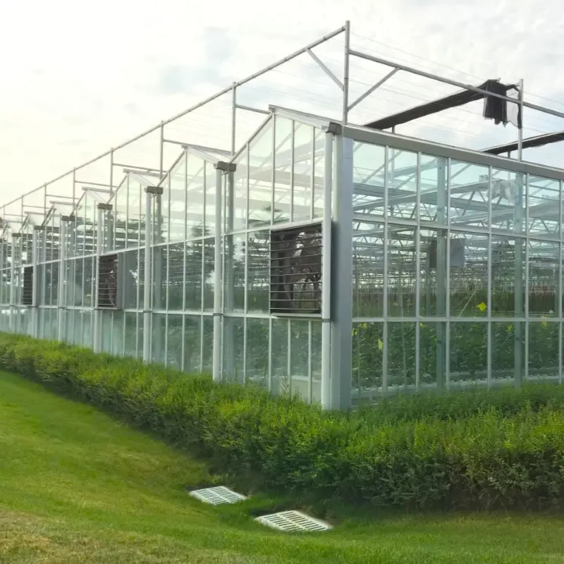 Large-scale commercial glass greenhouse with automated ventilation and shading systems